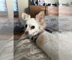 Small #10 Chihuahua