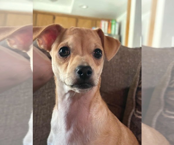 Medium Photo #4 Chihuahua-Unknown Mix Puppy For Sale in Visalia, CA, USA
