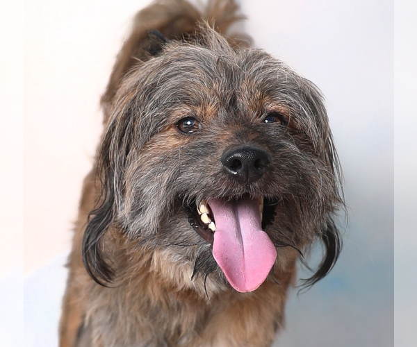Medium Photo #1 Mutt Puppy For Sale in Pasadena, CA, USA
