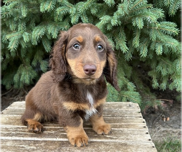 Medium Photo #2 Dachshund Puppy For Sale in MIDDLEBURY, IN, USA