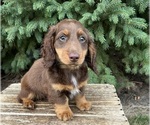 Small Photo #2 Dachshund Puppy For Sale in MIDDLEBURY, IN, USA