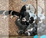 Small Photo #9 Great Dane Puppy For Sale in WINSTON-SALEM, NC, USA