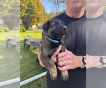 Small #1 German Shepherd Dog