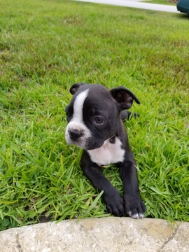 Medium Photo #1 Boston Terrier Puppy For Sale in PALM COAST, FL, USA