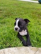 Small Photo #1 Boston Terrier Puppy For Sale in PALM COAST, FL, USA