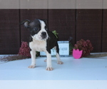 Small Photo #2 Faux Frenchbo Bulldog Puppy For Sale in SEARS, MI, USA
