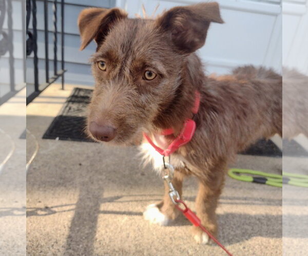 Medium Photo #2 Mutt Puppy For Sale in Brooklyn Center, MN, USA