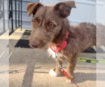 Small #1 Mutt