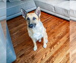 Small #1 German Shepherd Dog
