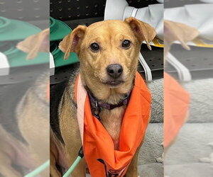 Jack-A-Bee Dogs for adoption in Rootstown, OH, USA