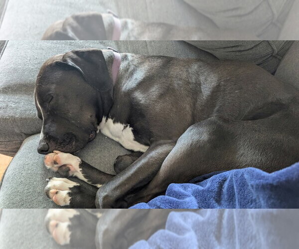 Medium Photo #12 Great Dane-Labrador Retriever Mix Puppy For Sale in Bullard, TX, USA