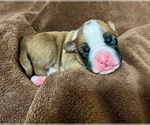 Small Photo #34 Boxer Puppy For Sale in PONTOTOC, MS, USA