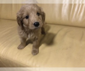 Goldendoodle (Miniature) Puppy for sale in RALEIGH, NC, USA