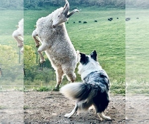 Father of the Border Collie puppies born on 02/22/2025