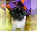 Small Photo #6 Havanese Puppy For Sale in PHOENIX, AZ, USA