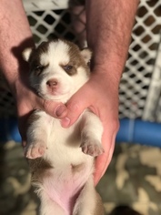 Siberian Husky Puppy for sale in WESTFIELD, MA, USA
