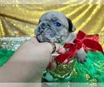 Small Photo #89 French Bulldog Puppy For Sale in HAYWARD, CA, USA