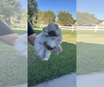 Small #3 Pomeranian