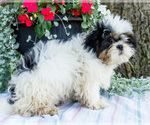 Puppy Justice Shih Tzu