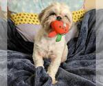 Small #3 Shih Tzu Mix