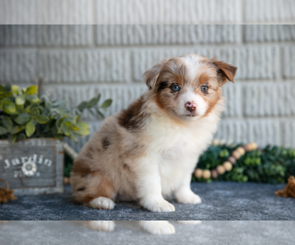 Medium Photo #25 Miniature Australian Shepherd Puppy For Sale in BALTIC, OH, USA