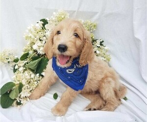 Goldendoodle-Poodle (Standard) Mix Puppy for sale in FREDERICKSBG, OH, USA