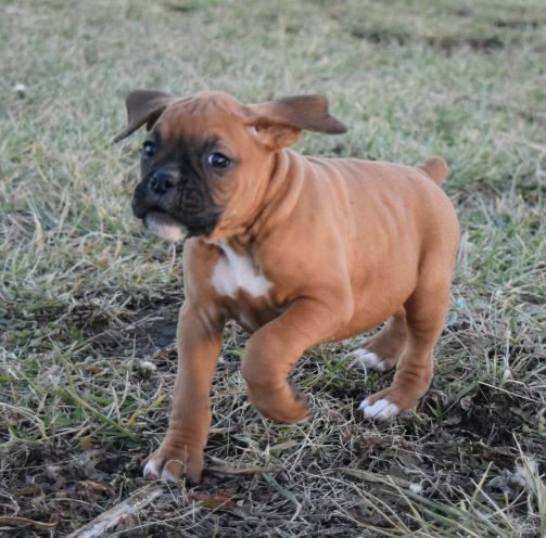 Medium Photo #5 Boxer Puppy For Sale in KELLY, KS, USA