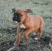 Small Photo #5 Boxer Puppy For Sale in KELLY, KS, USA