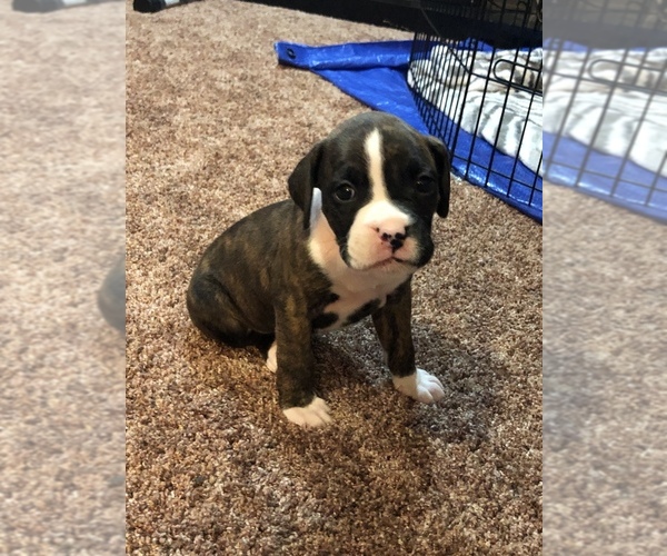 Medium Photo #1 Boxer Puppy For Sale in SAINT JOSEPH, MO, USA