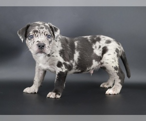 American Bully Puppy for sale in CHAMPAIGN, IL, USA