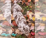 Small #3 Catahoula Leopard Dog