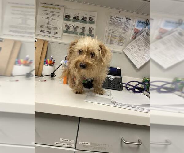 Medium Photo #1 Chihuahua Puppy For Sale in Rosenberg, TX, USA