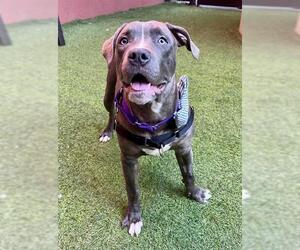 Mutt Dogs for adoption in San Francisco, CA, USA