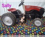 Puppy Sally Bernese Mountain Dog