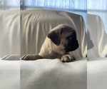 Small Photo #5 Pug Puppy For Sale in ISLANDTON, SC, USA