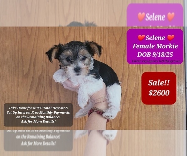 Medium Photo #1 Morkie Puppy For Sale in TUCSON, AZ, USA