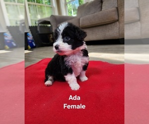 Pembroke Welsh Corgi-Poodle (Miniature) Mix Puppy for sale in HUNTSVILLE, AL, USA
