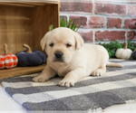 Small #1 Labrador Retriever