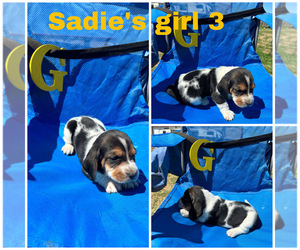 Basset Hound Puppy for sale in OKARCHE, OK, USA