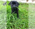 Puppy Boardwalk Pug