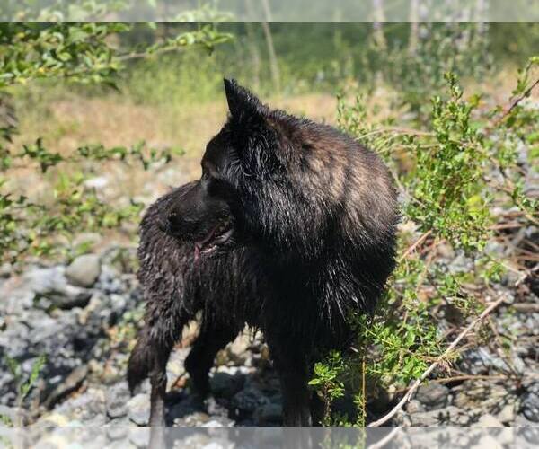 Medium Photo #1 German Shepherd Dog Puppy For Sale in PALERMO, CA, USA