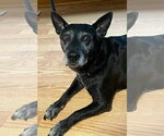 Small Photo #9 Mutt Puppy For Sale in Rootstown, OH, USA