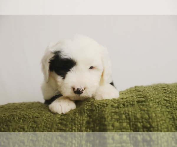 Medium Photo #2 Old English Sheepdog Puppy For Sale in NAMPA, ID, USA