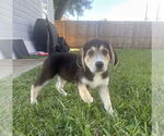 Small #3 Great Pyrenees Mix
