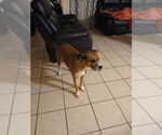 Small #1 Boxer Mix