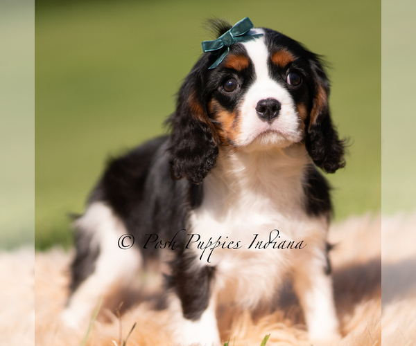 Medium Photo #3 Cavalier King Charles Spaniel Puppy For Sale in WARSAW, IN, USA