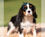 Small Photo #25 Cavalier King Charles Spaniel Puppy For Sale in WARSAW, IN, USA
