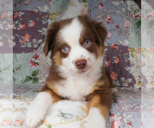 Miniature Australian Shepherd Puppy for sale in HARRISON, OH, USA