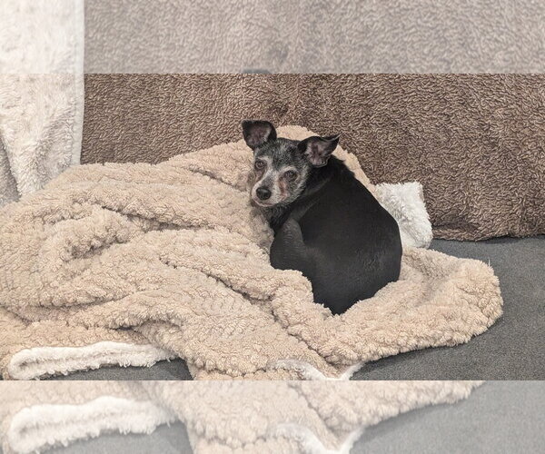 Medium Photo #4 Miniature Pinscher-Unknown Mix Puppy For Sale in Aurora, CO, USA