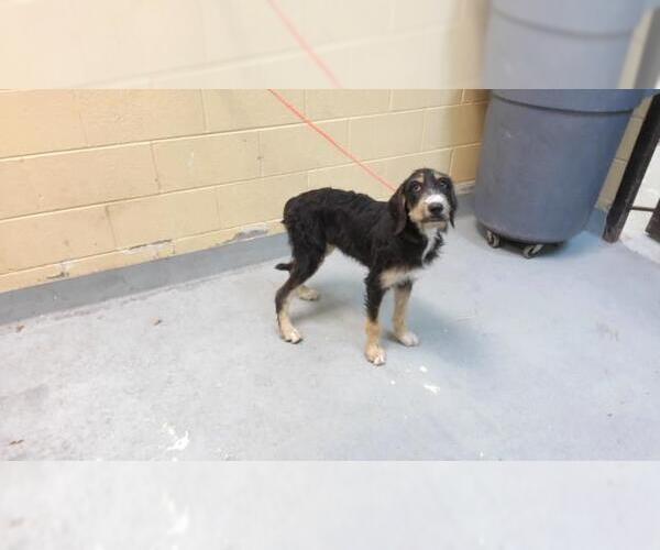 Medium Photo #1 Poodle (Standard)-Unknown Mix Puppy For Sale in Tulsa, OK, USA